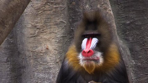 Mandrill (Mandrillus sphinx) is a colorful and interesting monkey species