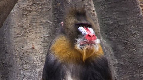 Mandrill (Mandrillus sphinx) yawns in the zoo, big colorful primate