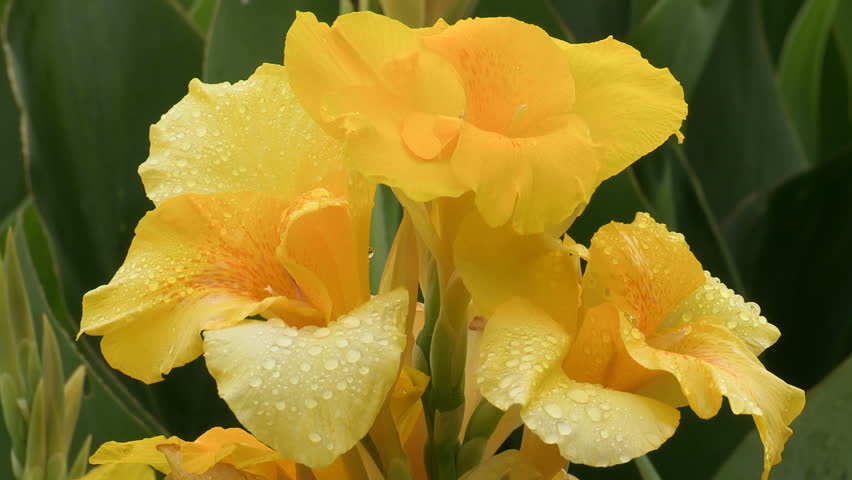Yellow Gladiolus flower