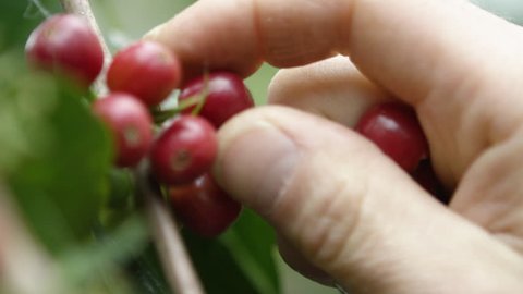 Close up of picking coffee cherries in Shakiso Ethiopia, Africa 