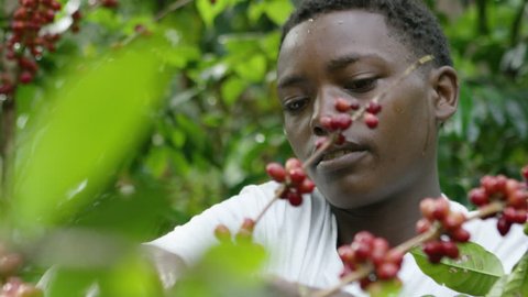 Man harvesting coffee cherries in Shakiso Ethiopia, Africa 12-10-2015