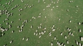 Aerial view of a farm with sheeps
