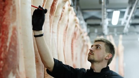 portrait of butcher measuring pork temperature in the refrigerator at the meat manufacturing slaughterhouse worker professional butchering slaughtering dead pigs hanging on hooks animal meat