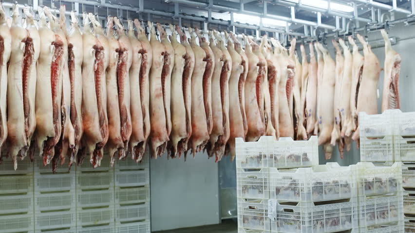 process of storing chopped pork meat in plastic boxes and dead pigs hanging on hooks on bakcground in slaughterhouse refrigerator meat factory manufacturing industry equipment killing domestic animals