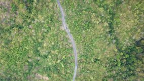 Top view. Aerial view road pass and forest from drone. Royalty high quality free stock video footage of road in forest. Road in forest is beautiful with many tree, road on pass very winding and curve