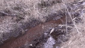 Narrow river in the forest in early spring. Video full hd.