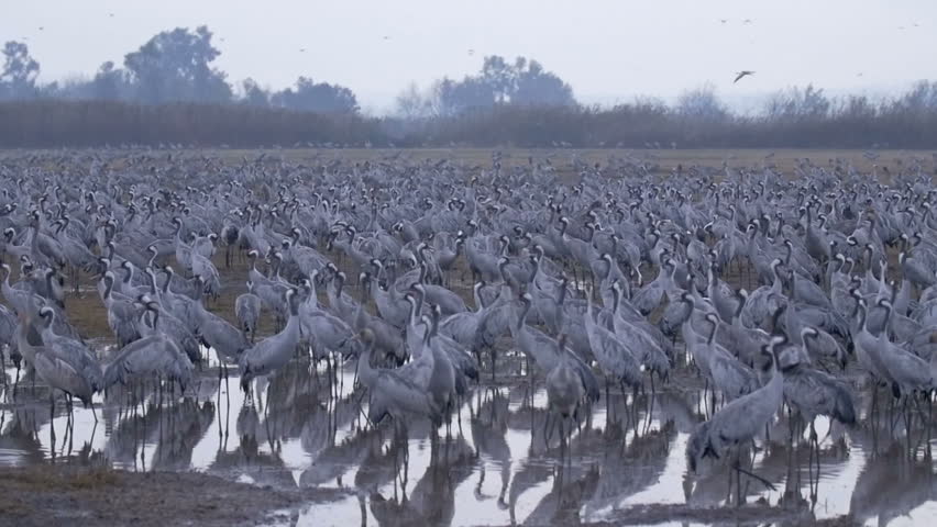 Common crane feeding and flying In Hula Valley Israel