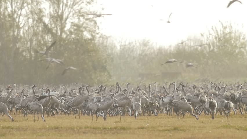 Common crane in the rain
Common crane feeding in the rain In Hula Valley Israel
