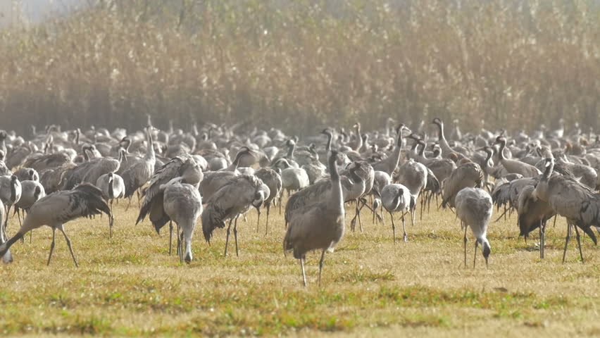 Common cranes feeding in the rain In Hula Valley Israel