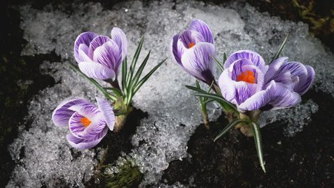 Early spring. Snow melting and crocus flower blooming. Time lapse. Close up