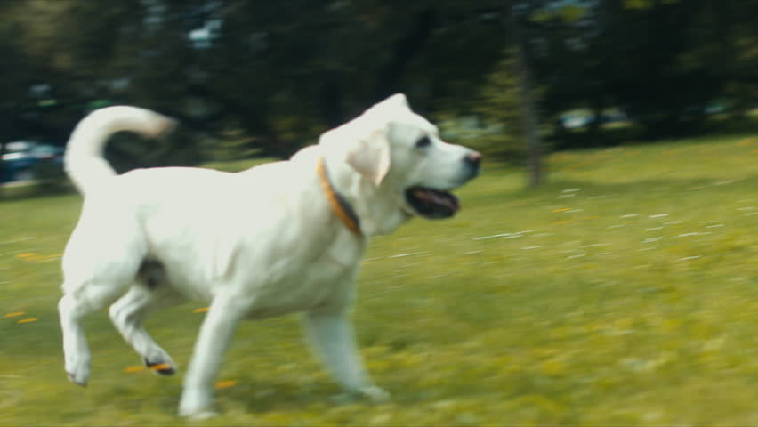 Unrecognizable Caucasian male petting his Golden labrador retriever dog in the park, summer