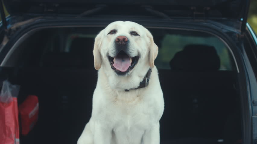Golden labrador retriever dog sits in a trunk of a modern SUV | Shutterstock HD Video #1009762688