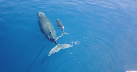 Aerial view of a whale in the ocean swimming next to its puppy, so that it can protect it, love it and let it grow.