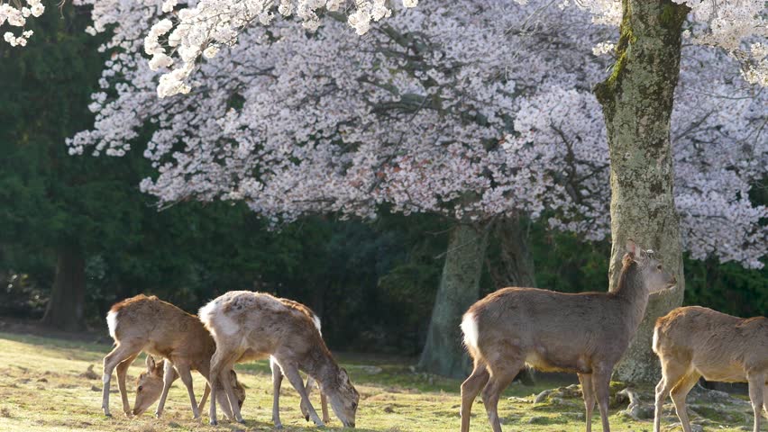A herd of deer eating grass under full bloom cherry blossom tree