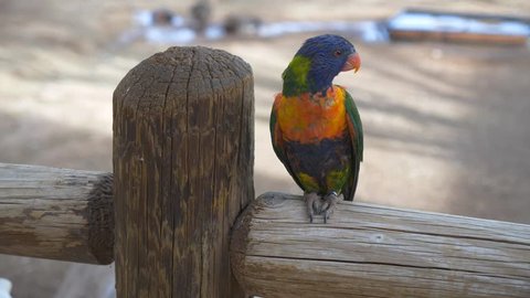 A colorful Lorikeet parrot perched on a fence