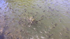 Fish eating bread, lots of fish on the surface of the pond