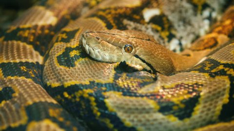 Asia's giant Reticulated Python