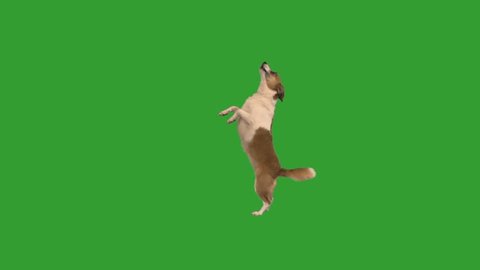 doggy dancing on a green screen