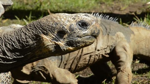 Big galapagos giant tortoise walking- Chelonoidis ngra