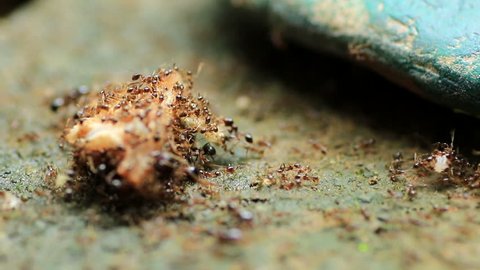 ants unity , black ants carry food to nest