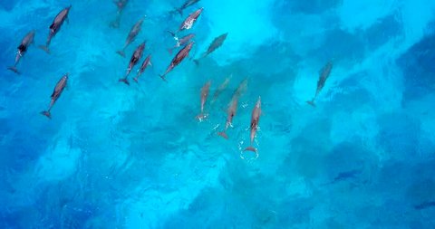 Overhead Aerial View Of Large Group Of Dolphins Swimming In Shallow Turquoise Blue Waters In Island Cove