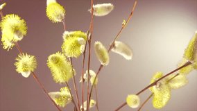 Pussy willow with opening fluffy yellow buds timelapse. Blooming spring willow flowers time-lapse Close-up. 4K UHD video time lapse 