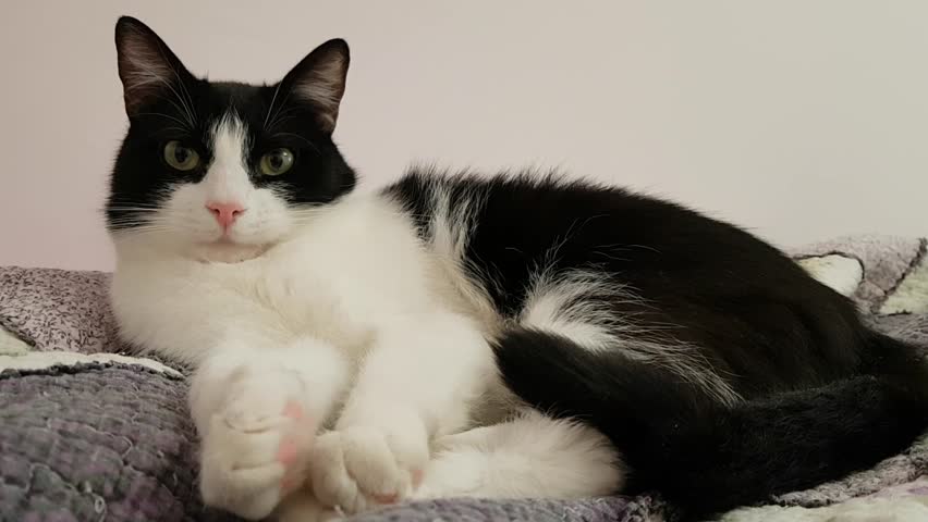 skinny black and white cat