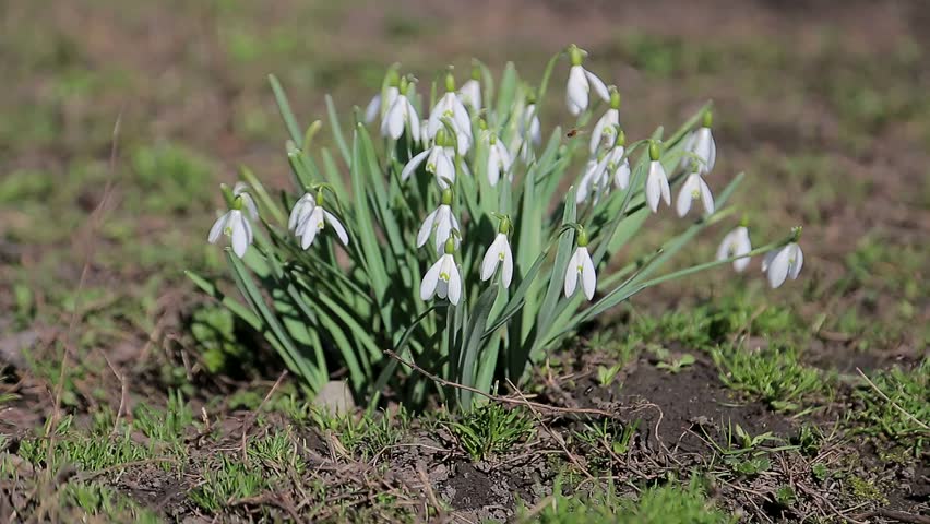 Spring Snowflake Flowers Leucojum Vernum Stock Footage Video 100 Royalty Free Shutterstock