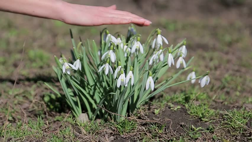 Spring Snowflake Flowers Leucojum Vernum Stock Footage Video 100 Royalty Free Shutterstock