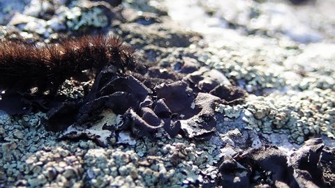 Ruby Tiger moth (Phragmatobia fuliginosa) caterpillar crawling on a stone covered by lichen. Macro shot.