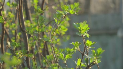 A bush of currant at dawn. Spring color background.
