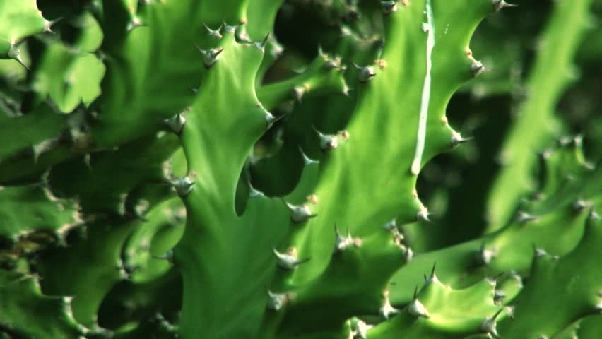 Close up prickly pear, prickly pear cactus leaking milk 