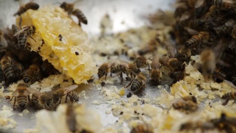 Working Group of Bees Feeding with Honey