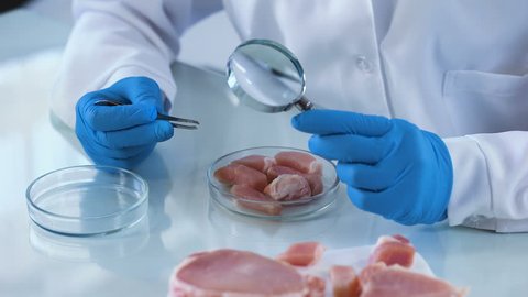 Lab worker analyzing meat sample magnifying glass, germs risk, certification