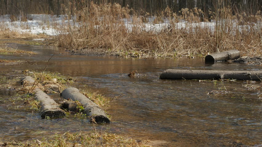 Spring Creek In The Forest