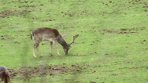 Fallow Deer (Dama dama) on a green pasture, Czech Republic. Beautiful fresh green grass. Deer in the nature habitat. Animal in the meadow. Wildlife scene in Europe.