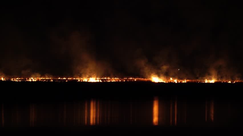 Night Fire In The Field. Dry grass burning | Shutterstock HD Video #1009815053