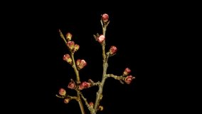 4K HD timelapse video of an apricot flowers growing and blooming on a black background. Apricot flower blossoming time lapse 