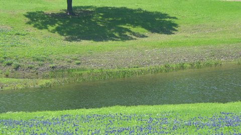 4k: View of the Landscape along the Ennis Bluebonnet Trails near Ennis, Texas, USA.  Showing patches of bluebonnet wildflowers near green hills and a pond