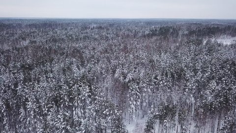 Beautiful winter landscape. A huge pine forest with tall trees in white snow. Aerial shot. 4K footage from drone.