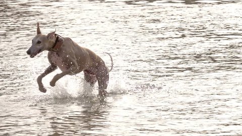 happy Dog Jump Into Lake Water greyhound Splashes In Slow Motion. Sun shine reflections contrast,