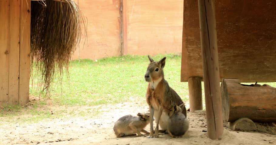 Patagonian mara breastfeeding its cubs