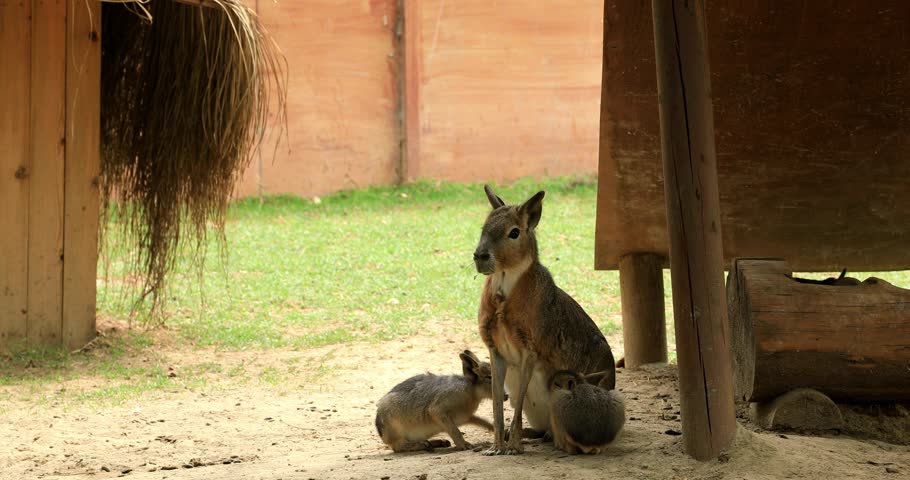 Patagonian mara breastfeeding its cubs
