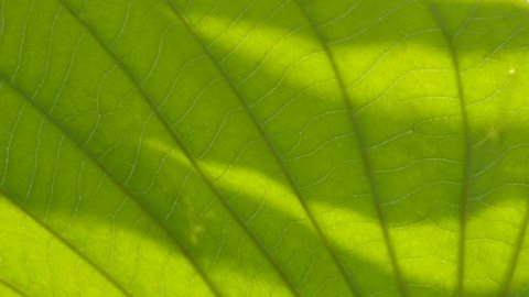 The Texture and Shadow of elephant creeper Leaf Shaking from The Wind