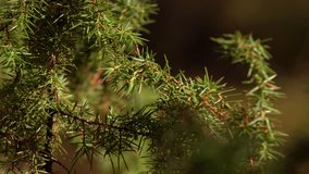 Young Common juniper, Juniperus communis tree, close-up