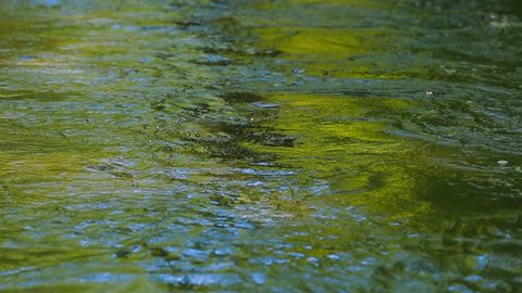 greenish ripples on the river water