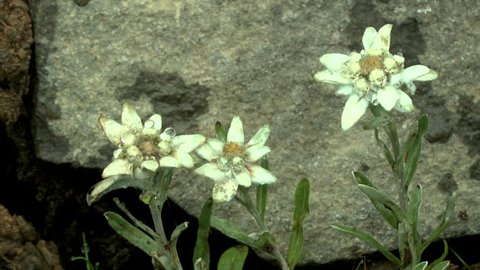 Group of plants edelweiss (Leontopodium nivale) covered with dew on a background of gray stone.