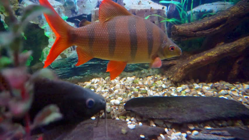 Longsnout Distichodus or Long Nosed Distichodus (Distichodus sexfasciatus)  close-up.
