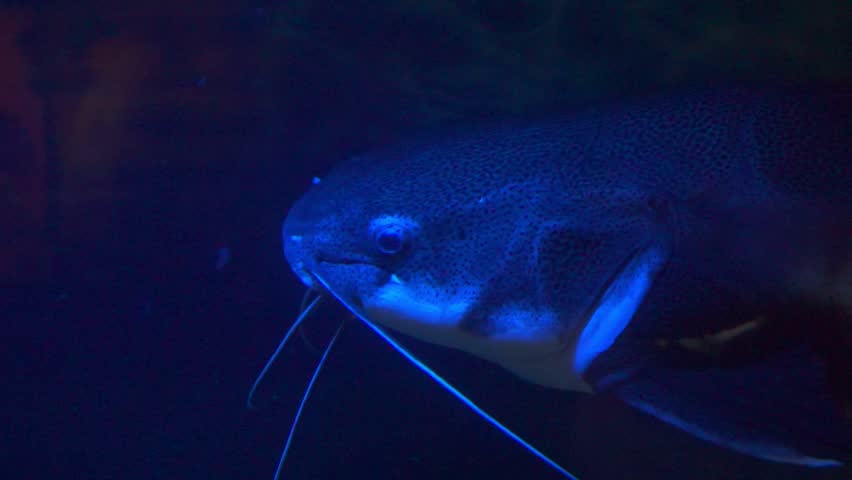 portrait of Redtail catfish (Phractocephalus hemioliopterus) close-up underwater