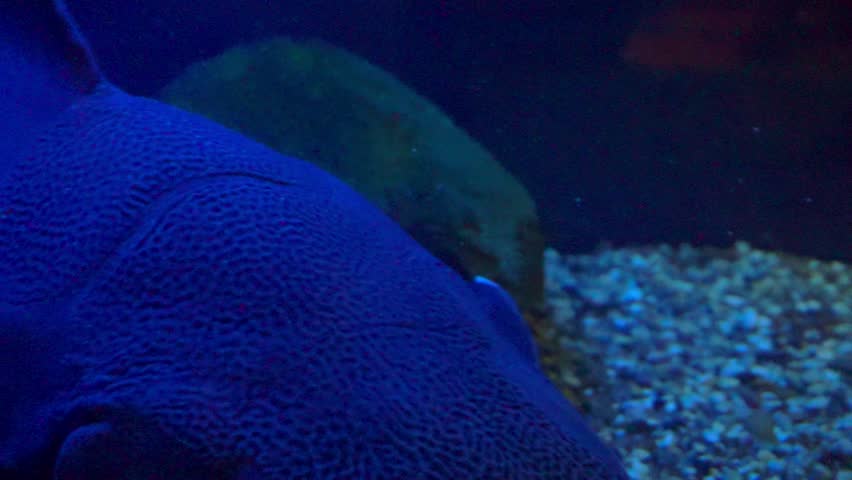 portrait of Redtail catfish (Phractocephalus hemioliopterus) close-up underwater
